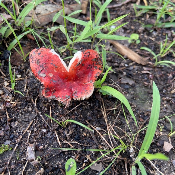 Meet your Posher, Heather - Picture 5 of 5